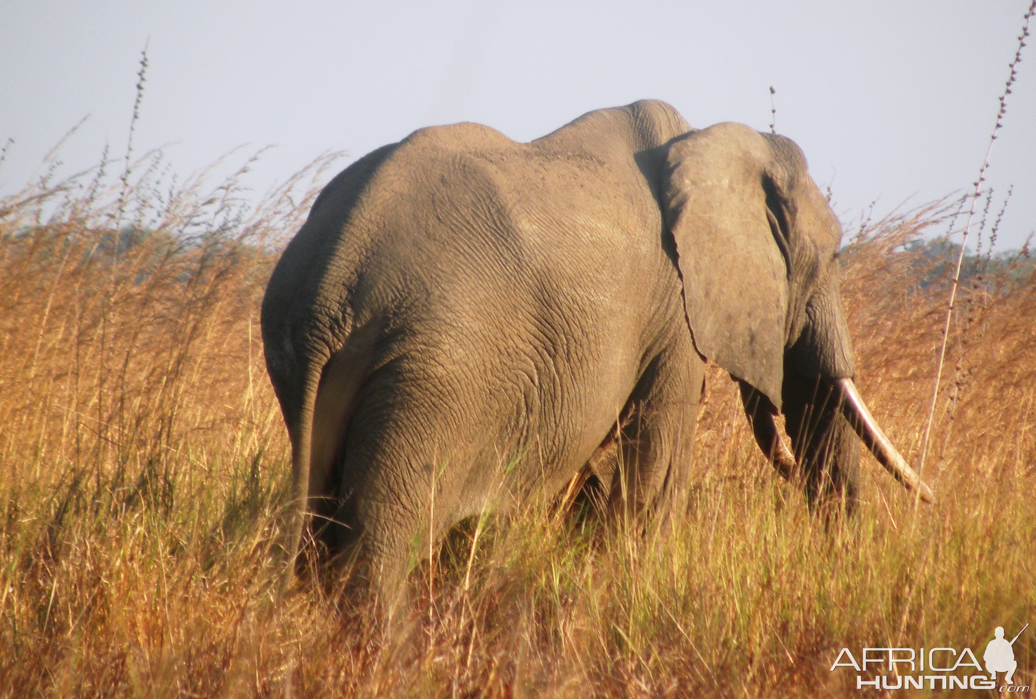 Tembo in Selous