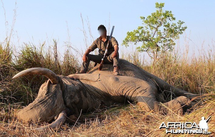 Tembo in Tanzania