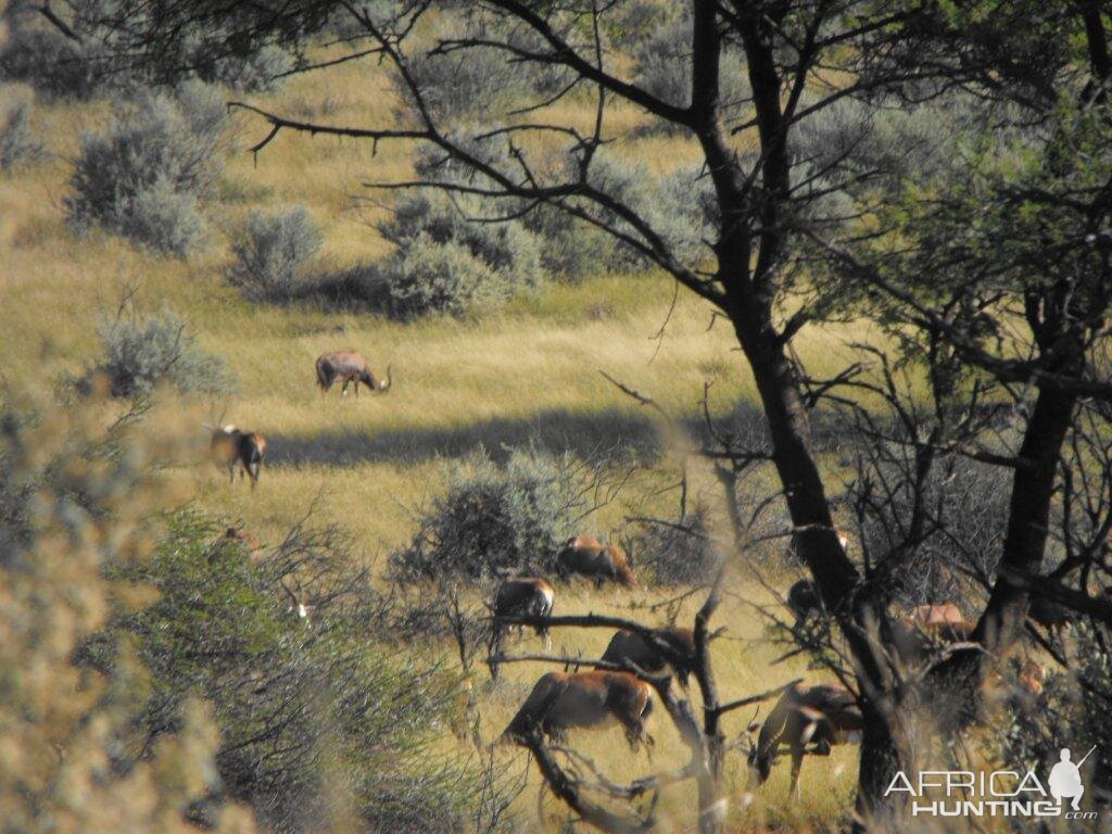 Terrain and sightings Blesbok Hartzview Hunting Safaris