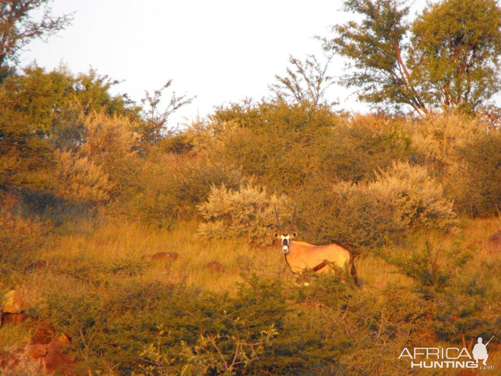 Terrain and sightings Gemsbok Hartzview Hunting Safaris