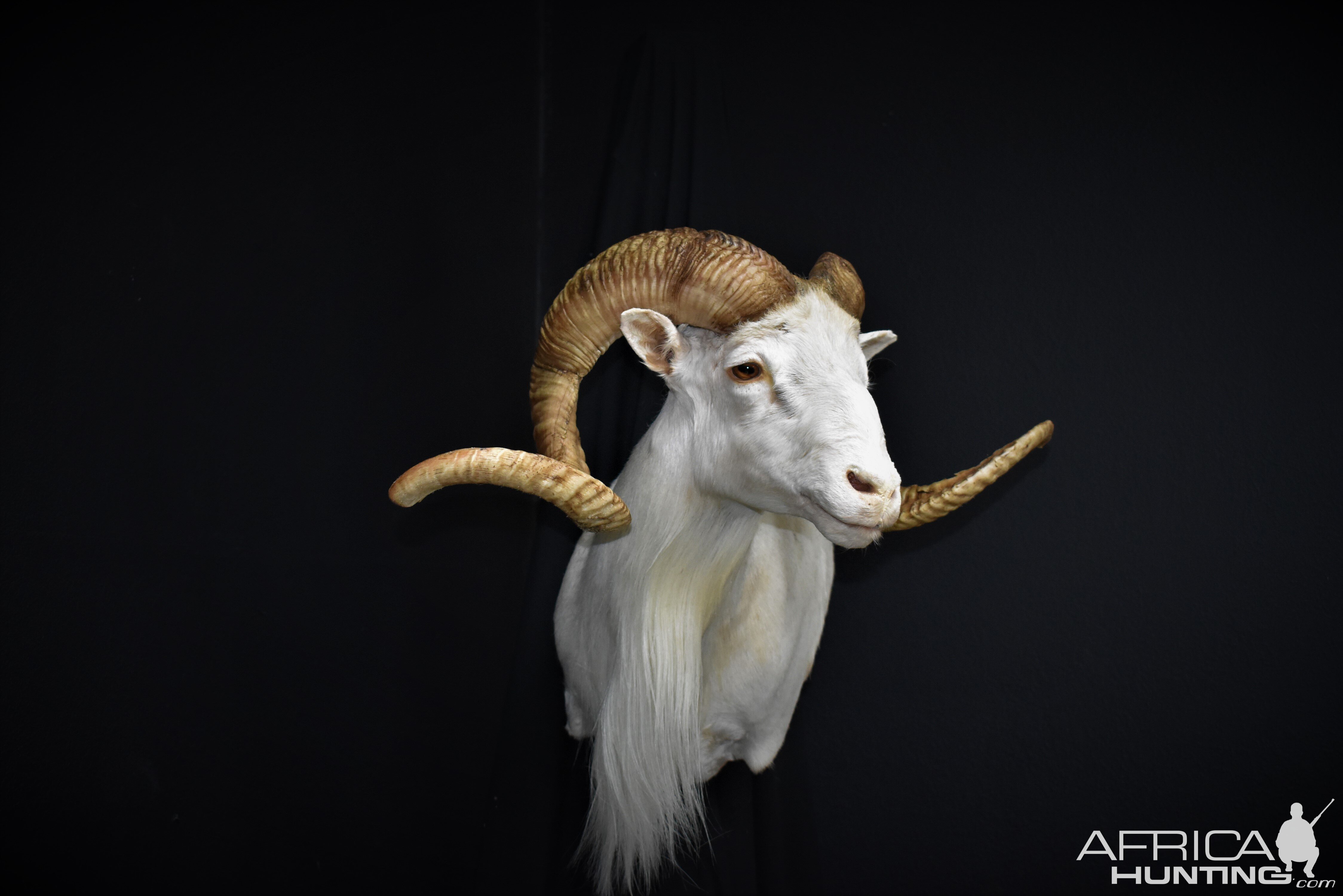 Texas Dall Sheep Shoulder Mount Taxidermy