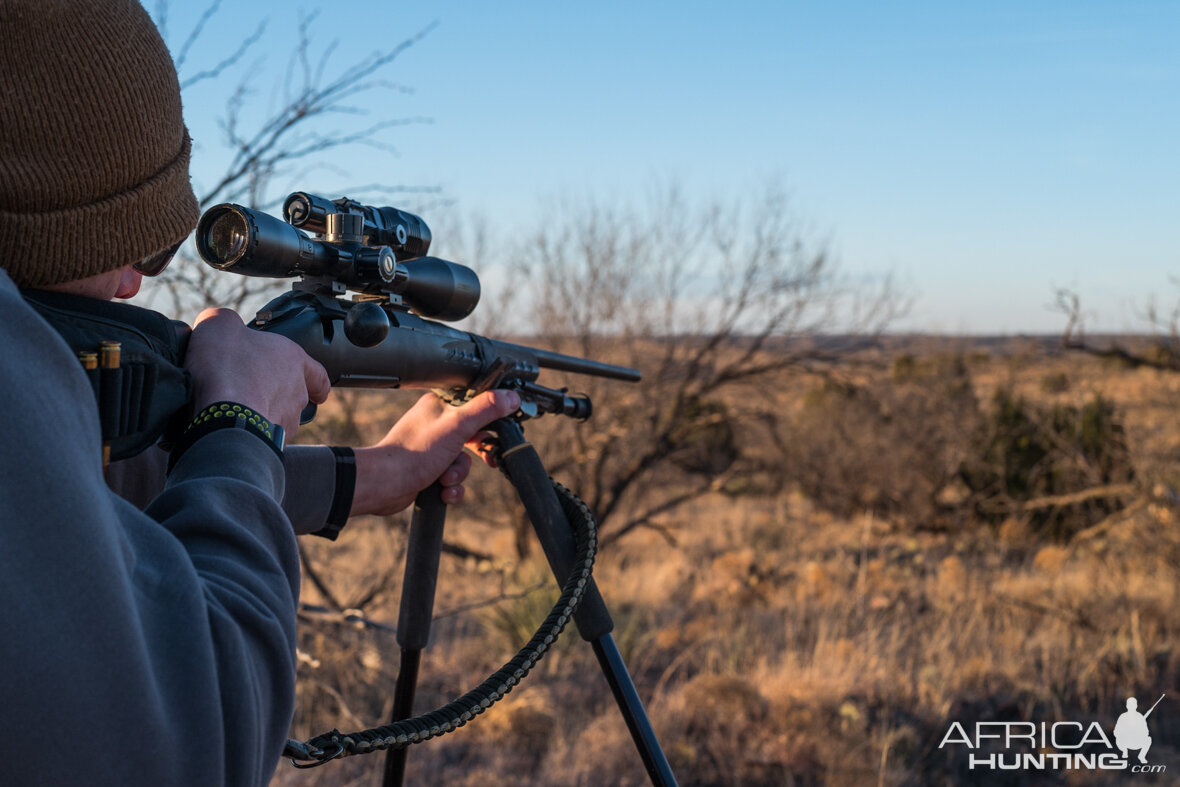 Texas Hunt