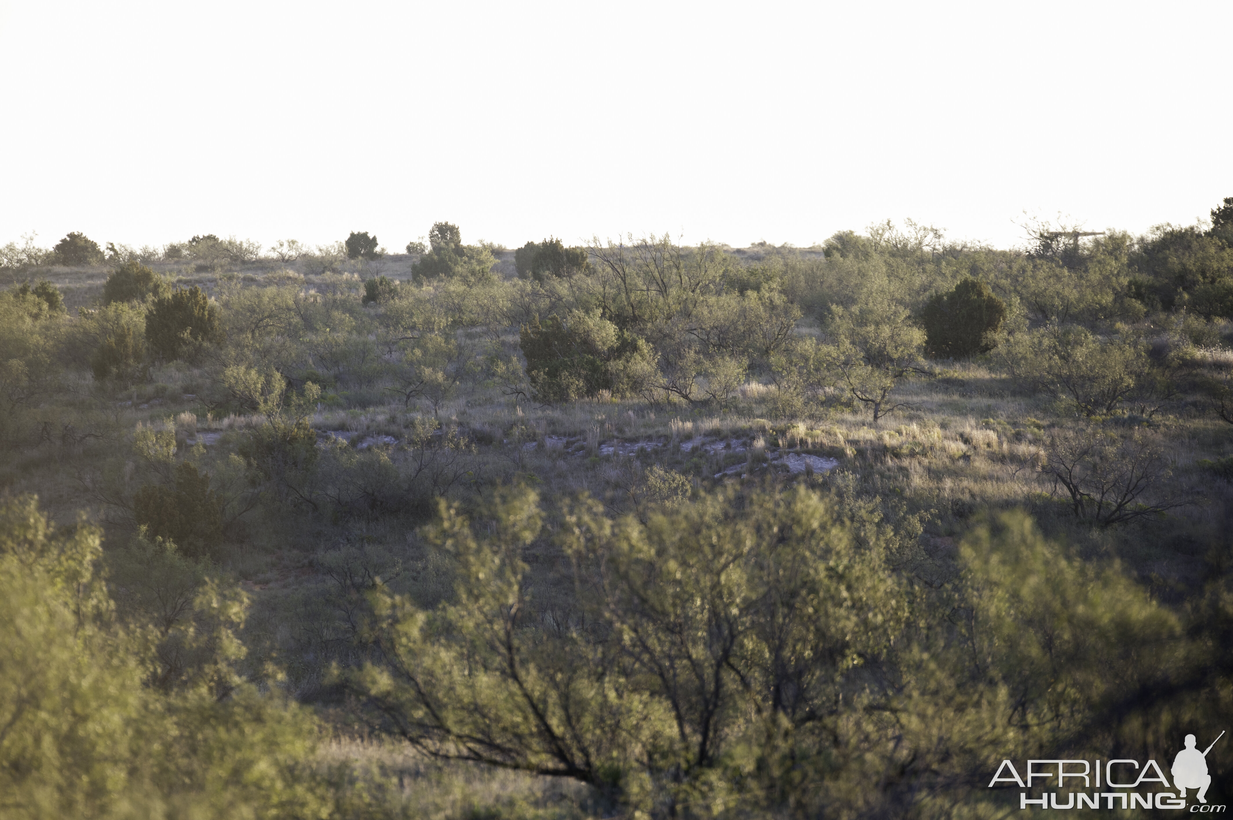 Texas Hunting Area