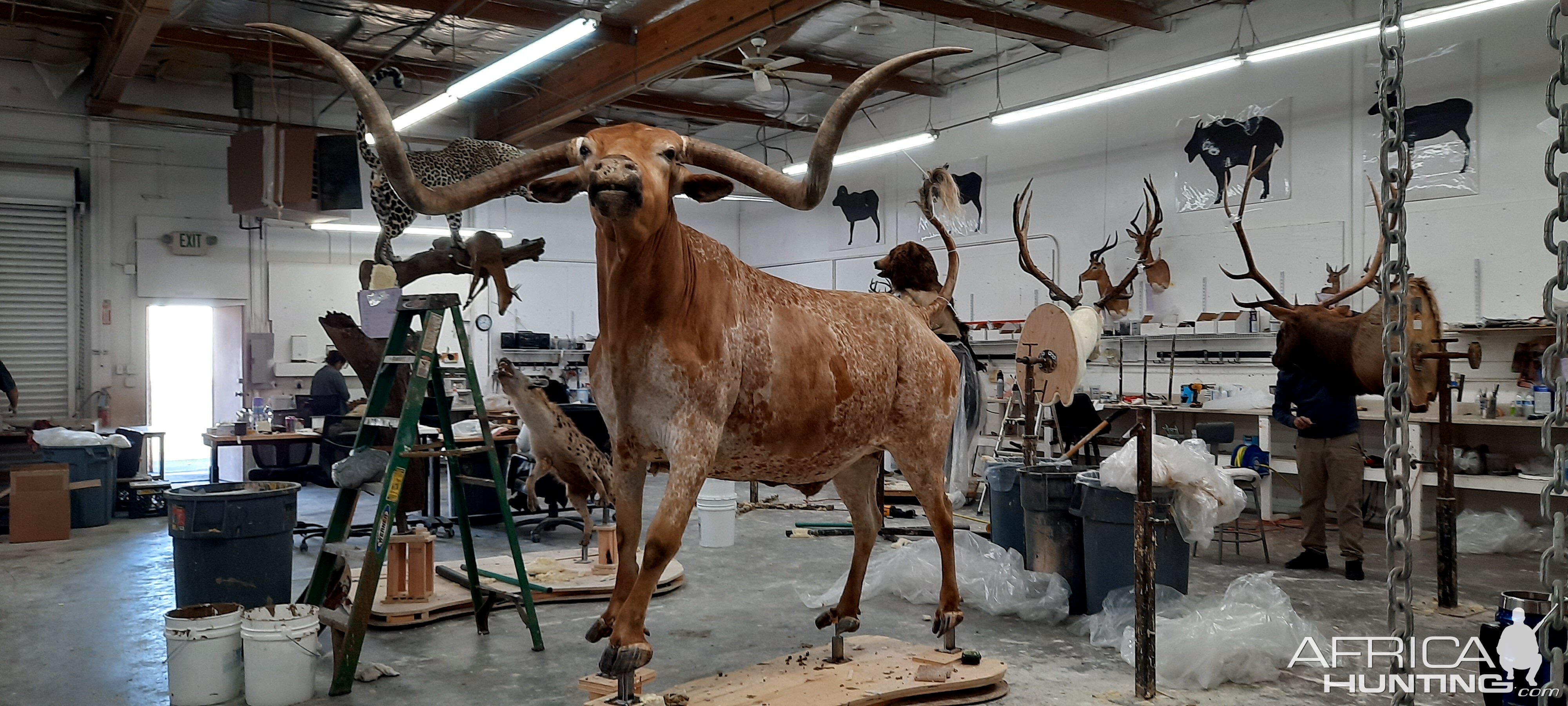 Texas Longhorn Taxidermy Build