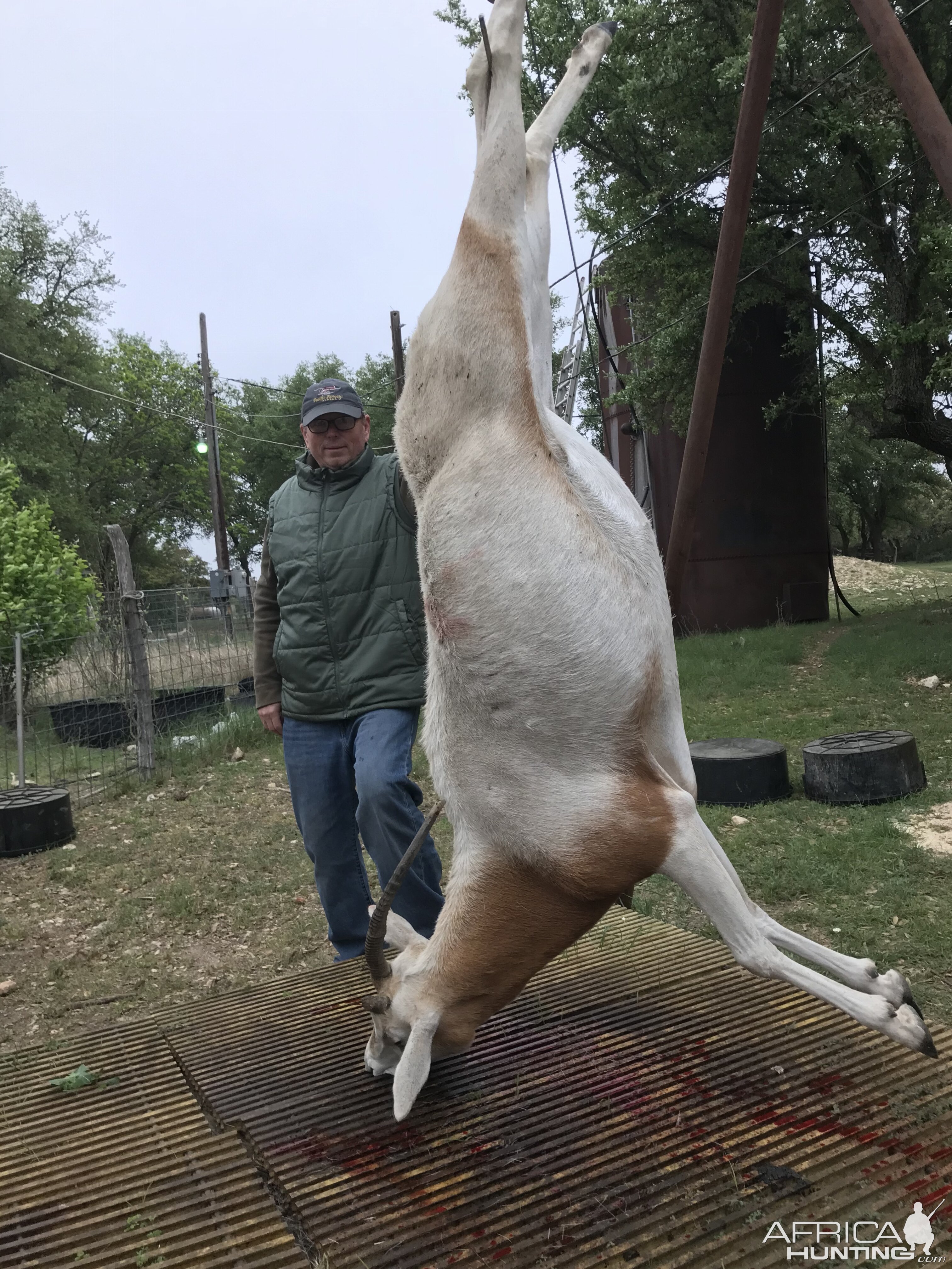 Texas oryx cow