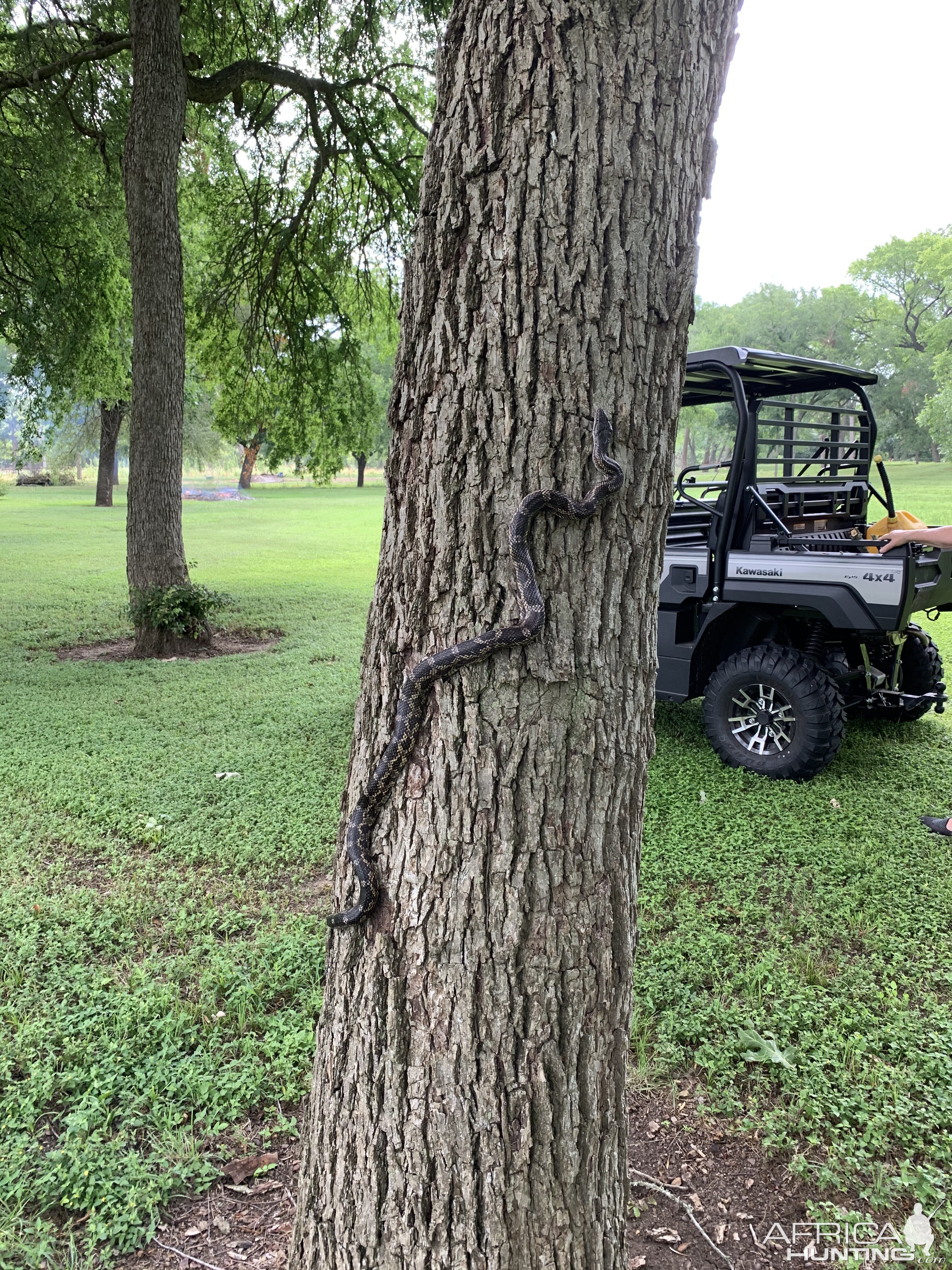 Texas Rat Snake