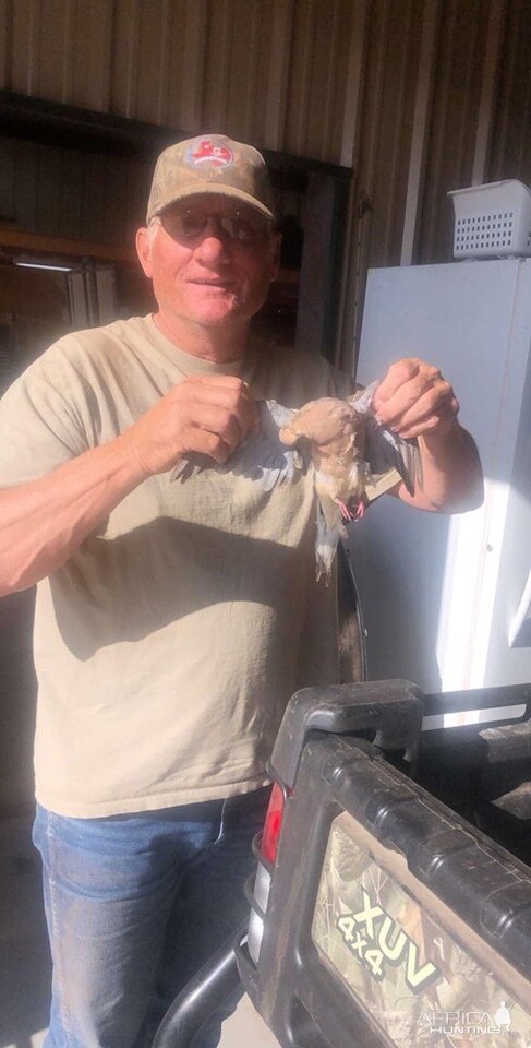 Texas USA Dove Wingshooting