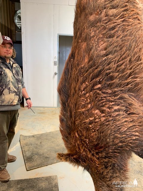 Texas USA Hunt Hog