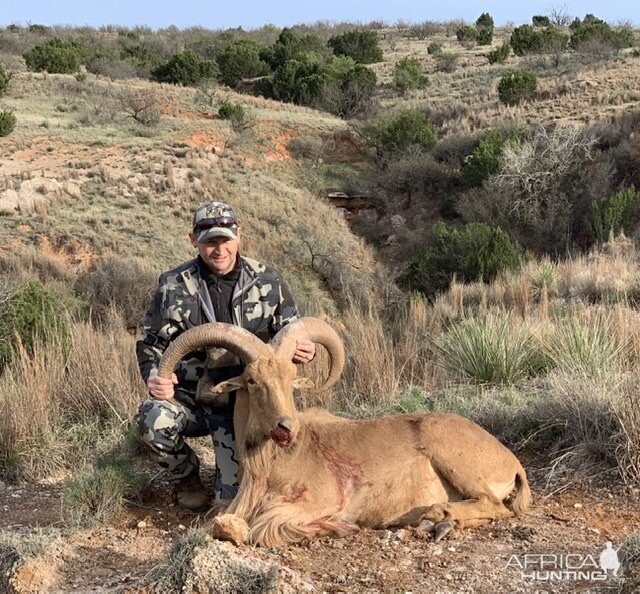 Texas USA Hunting Aoudad