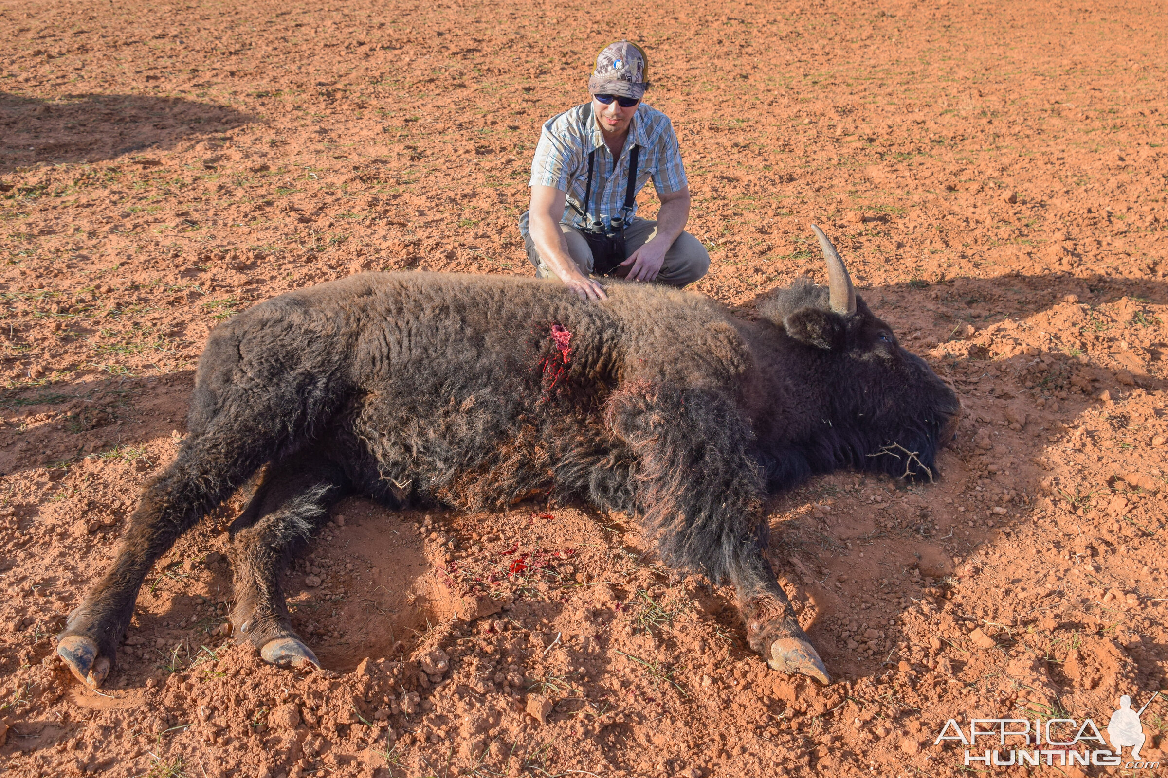 Texas USA Hunting Bison