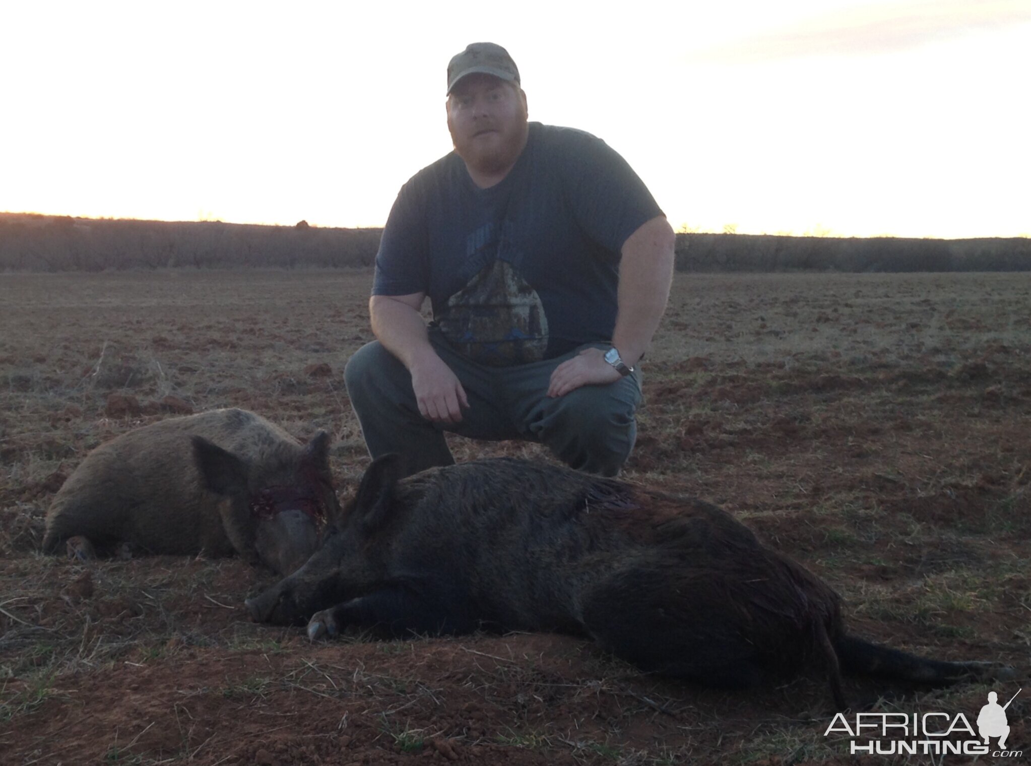 Texas USA Hunting Boar