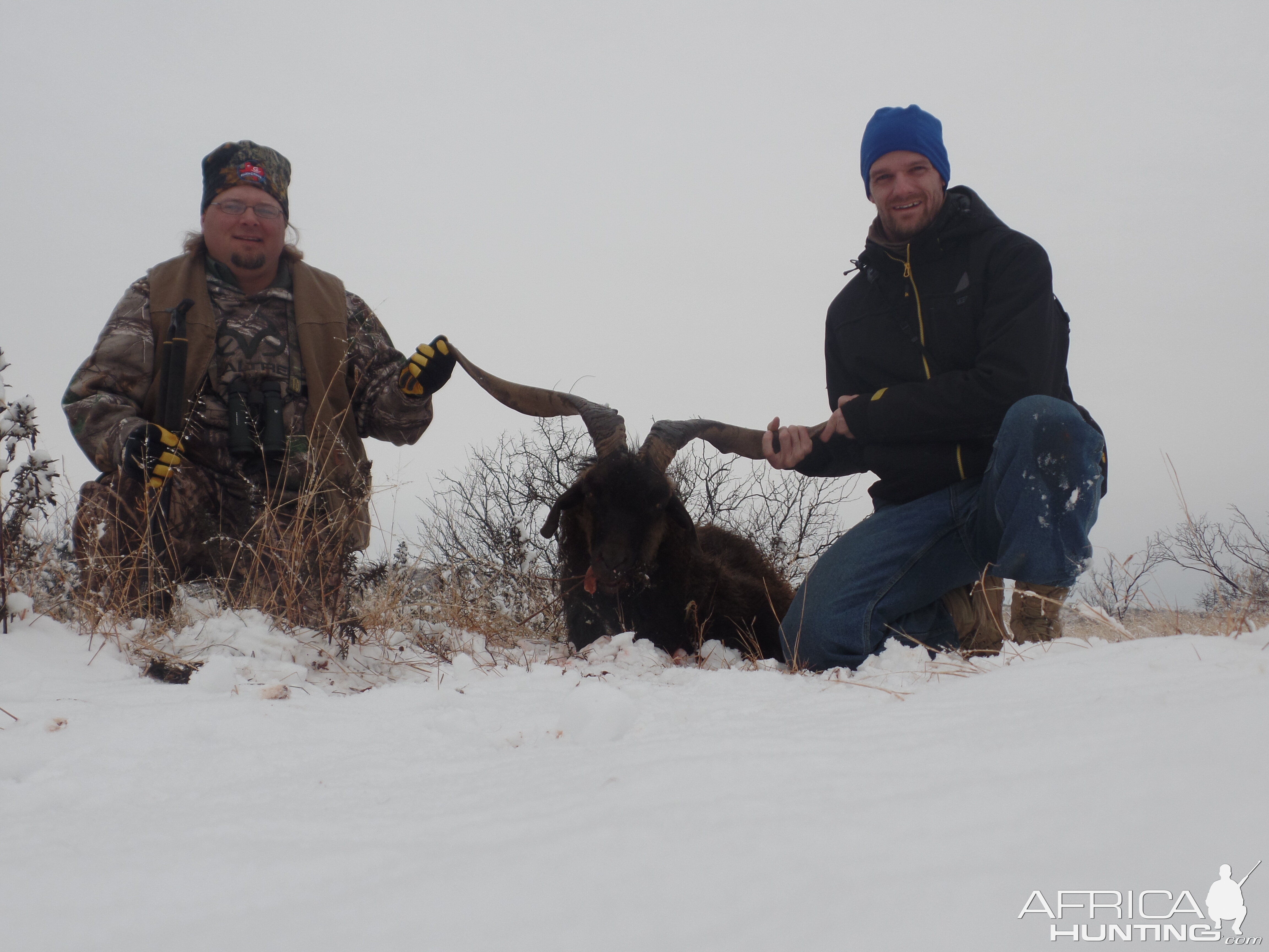 Texas USA Hunting Catalina Goat