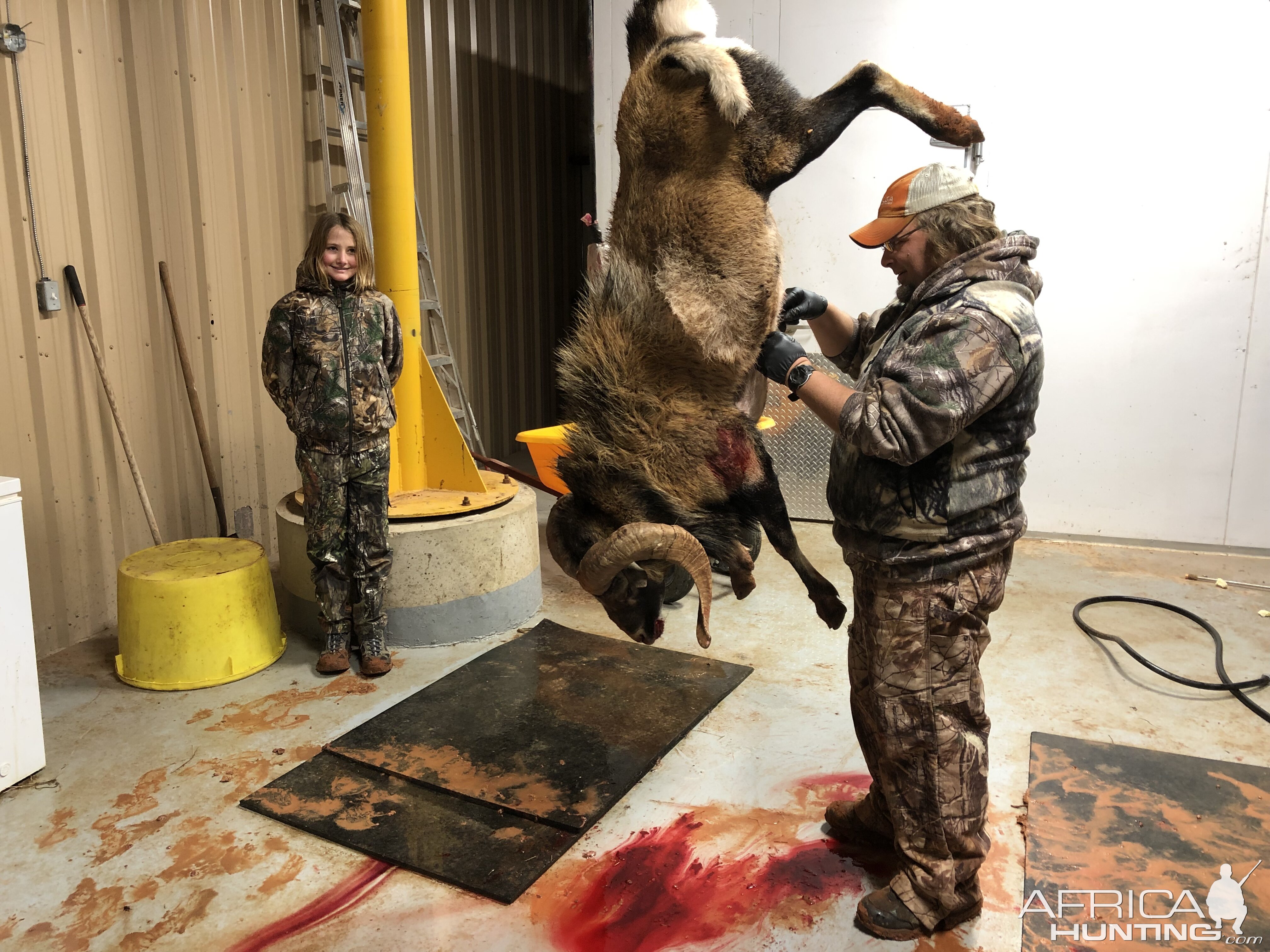 Texas USA Hunting Corsican Sheep