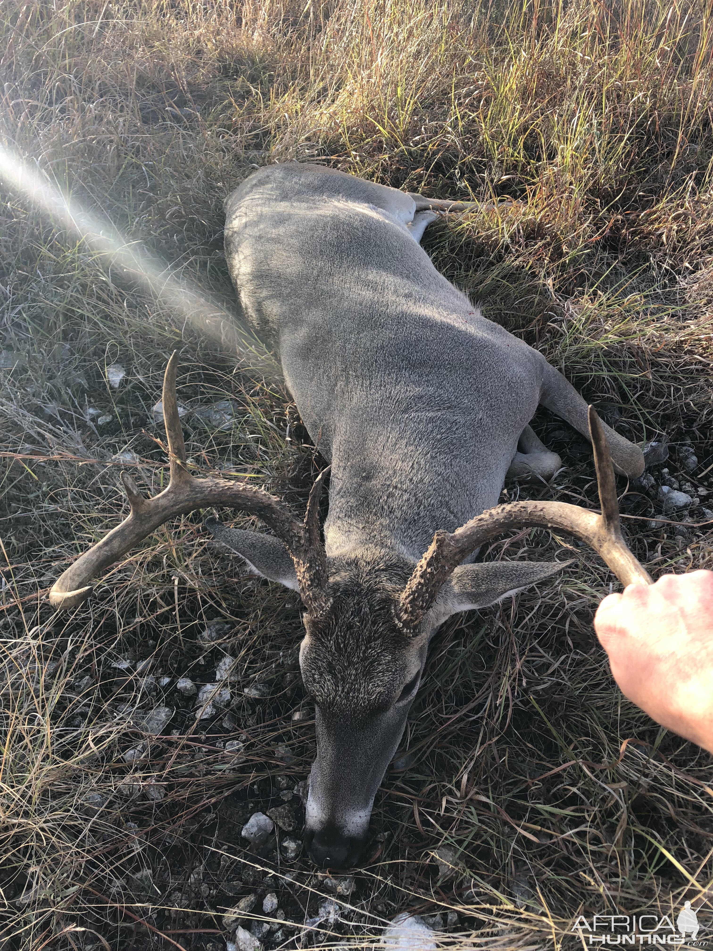 Texas USA Hunting White-tailed Deer