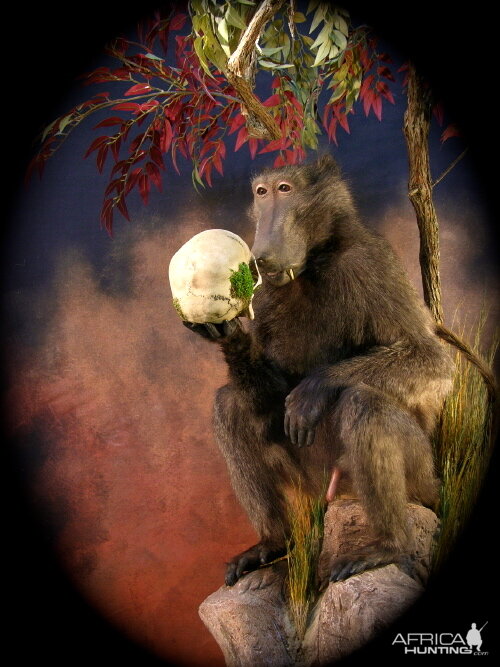 The Darwin Thinking Baboon