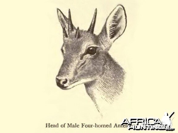 The Four-horned Antelope, Chousingha, from India