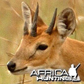 The Four-horned Antelope, Chousingha, from India