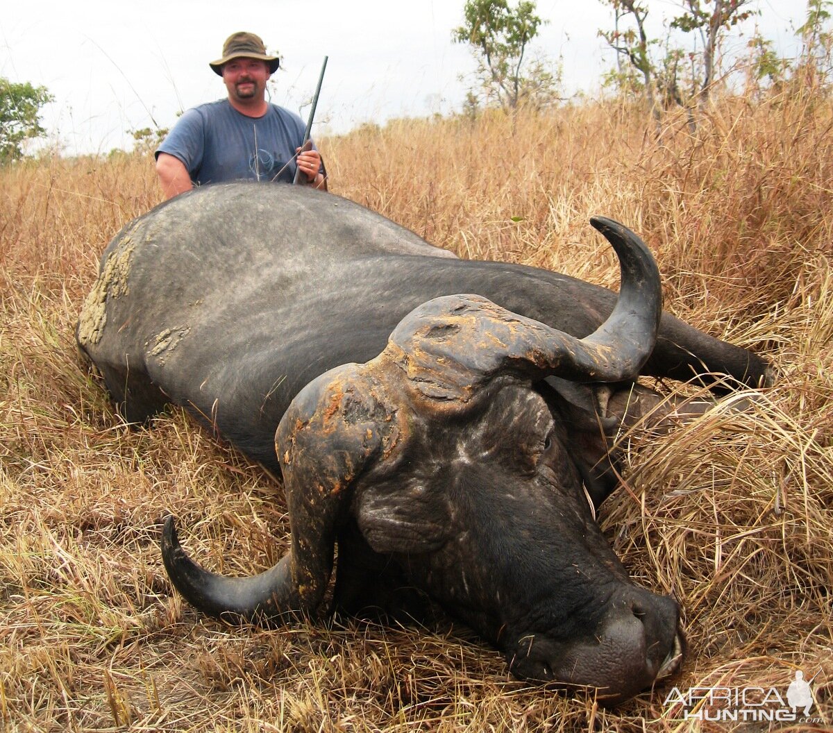 The old bull with smooth horns and deep curls... Tanzania