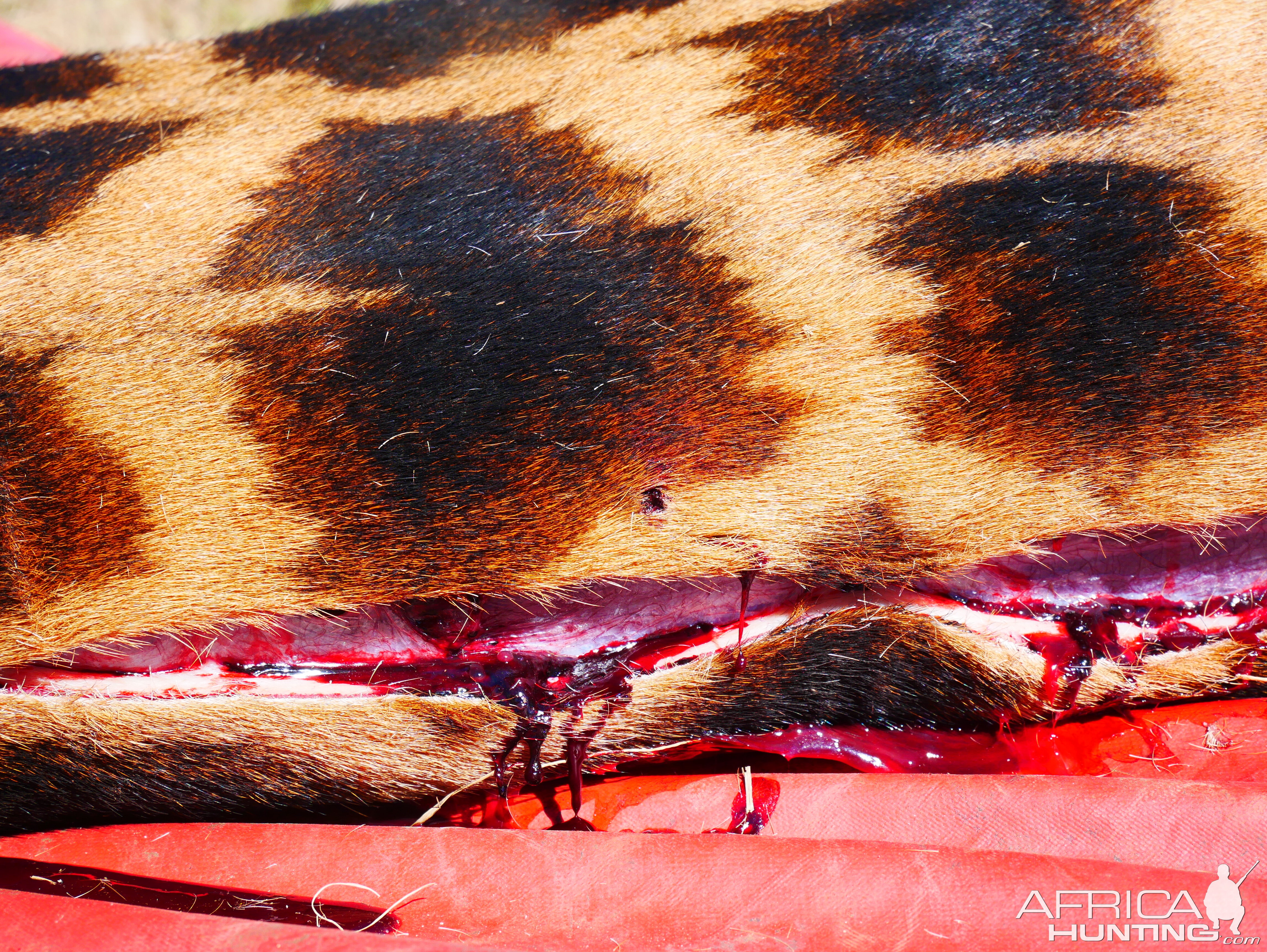 Thickness of Giraffe skin on the underside of the neck