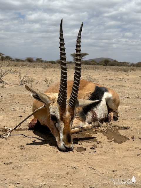 Thomson's Gazelle Hunt Tanzania