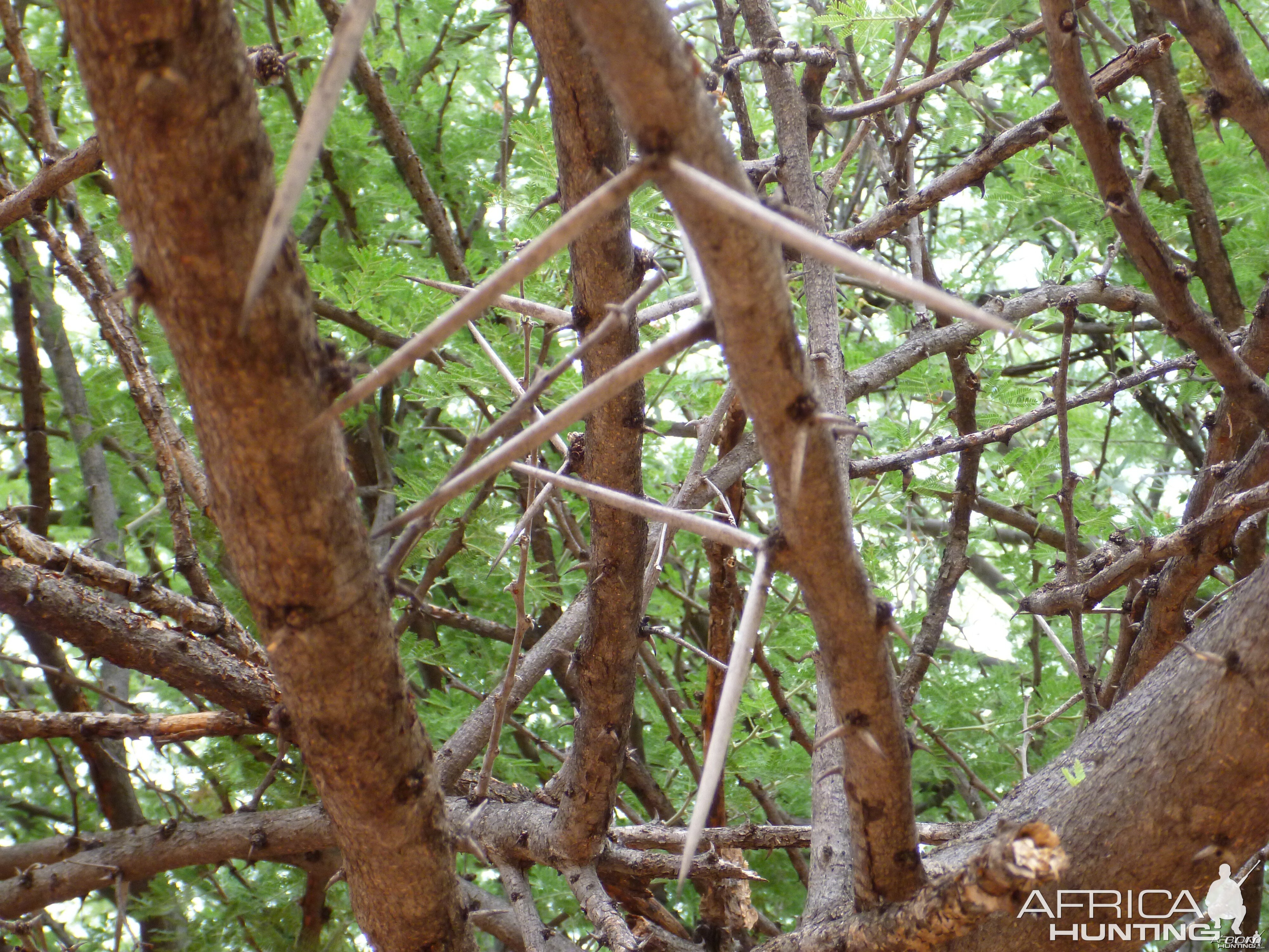 Thorns Namibia