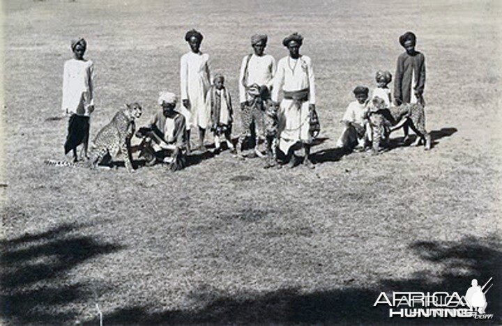 Three cheetahs with handlers