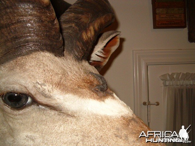 Three horned Greater Kudu hunted in Namibia