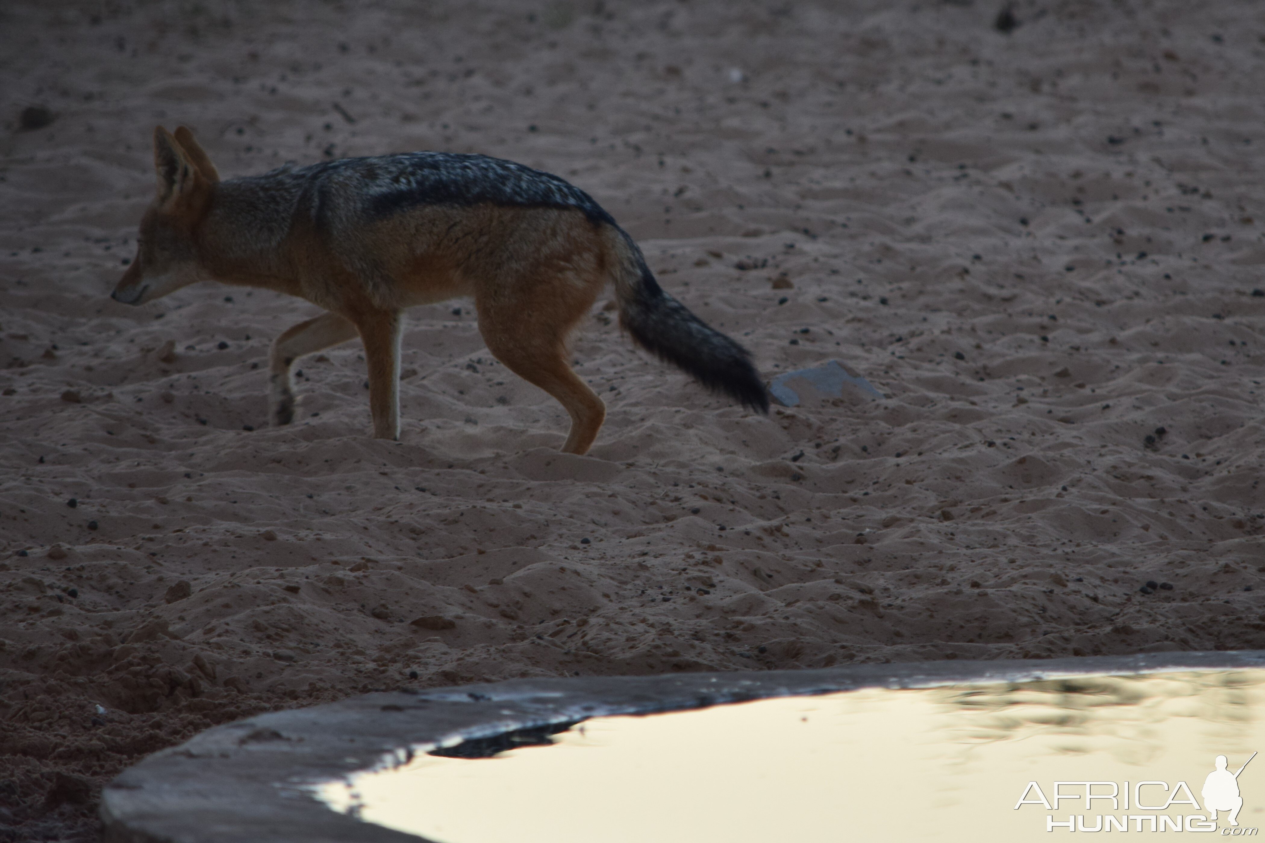 three-legged jackal