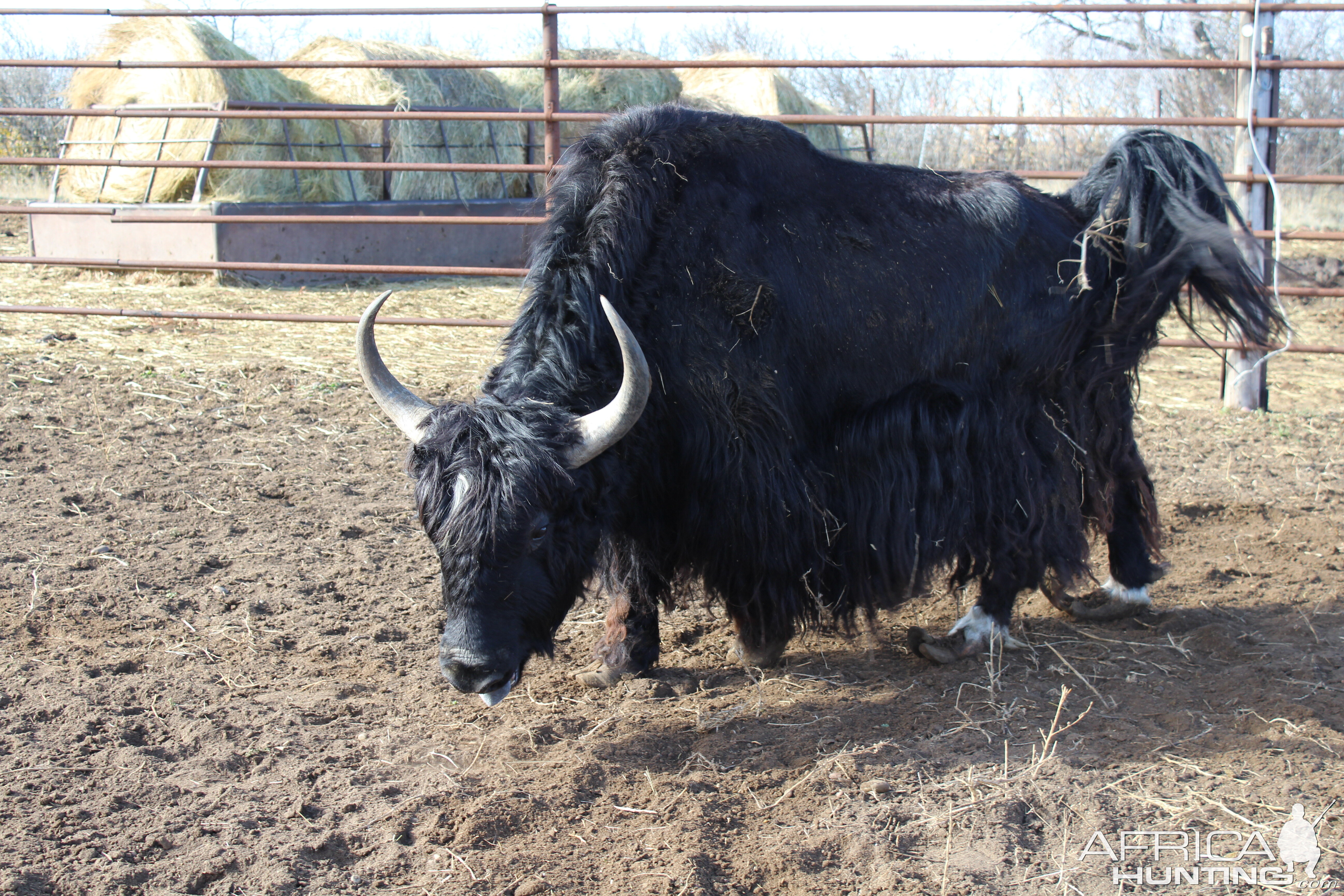 Tibetan Yak | AfricaHunting.com