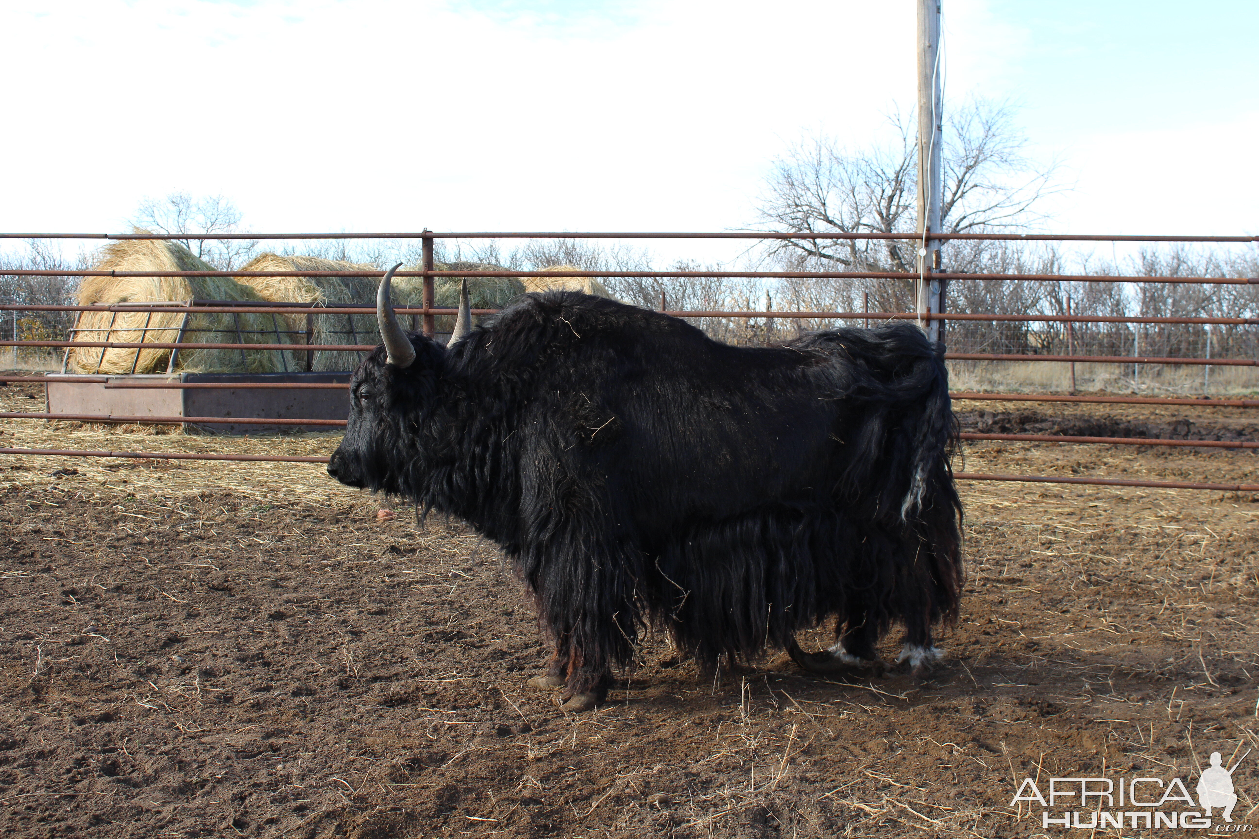 Tibetan Yak | AfricaHunting.com