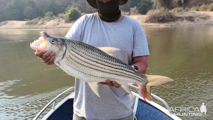 Tiger Fishing Zimbabwe