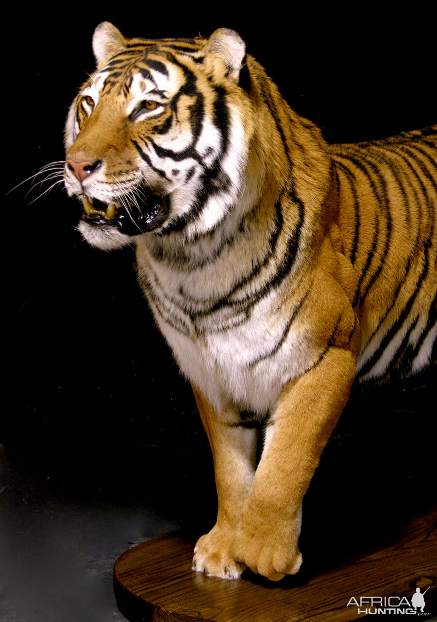 Tiger Full Mount Taxidermy