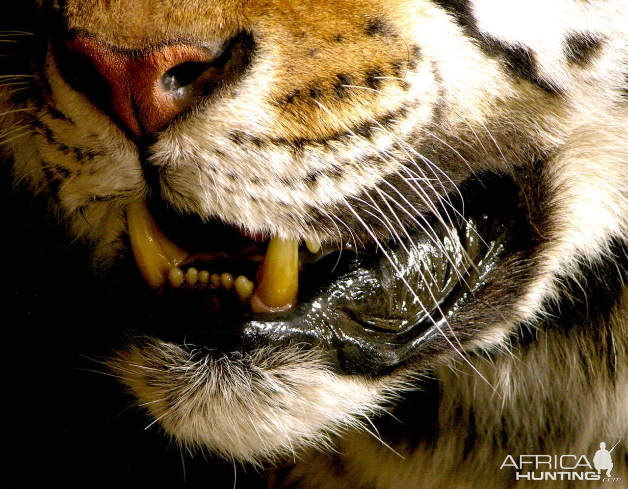 Tiger Full Mount Taxidermy