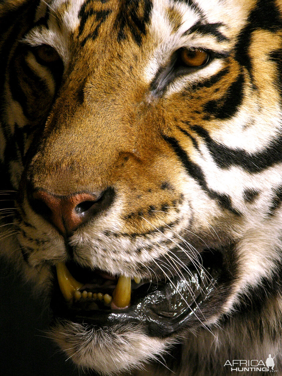 Tiger Full Mount Taxidermy