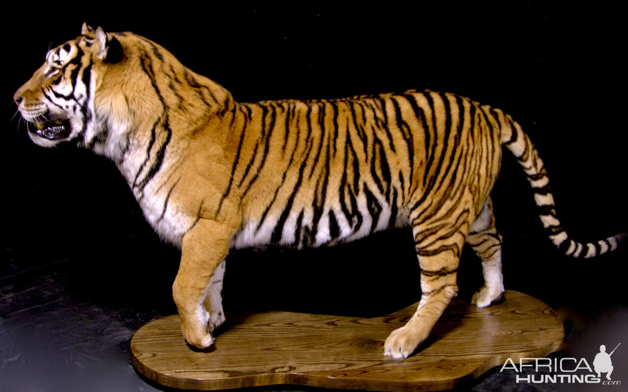 Tiger Full Mount Taxidermy