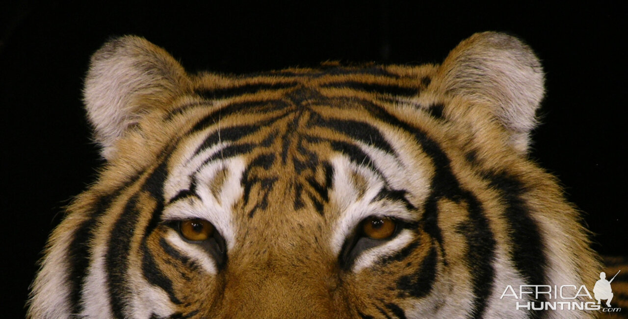 Tiger Full Mount Taxidermy