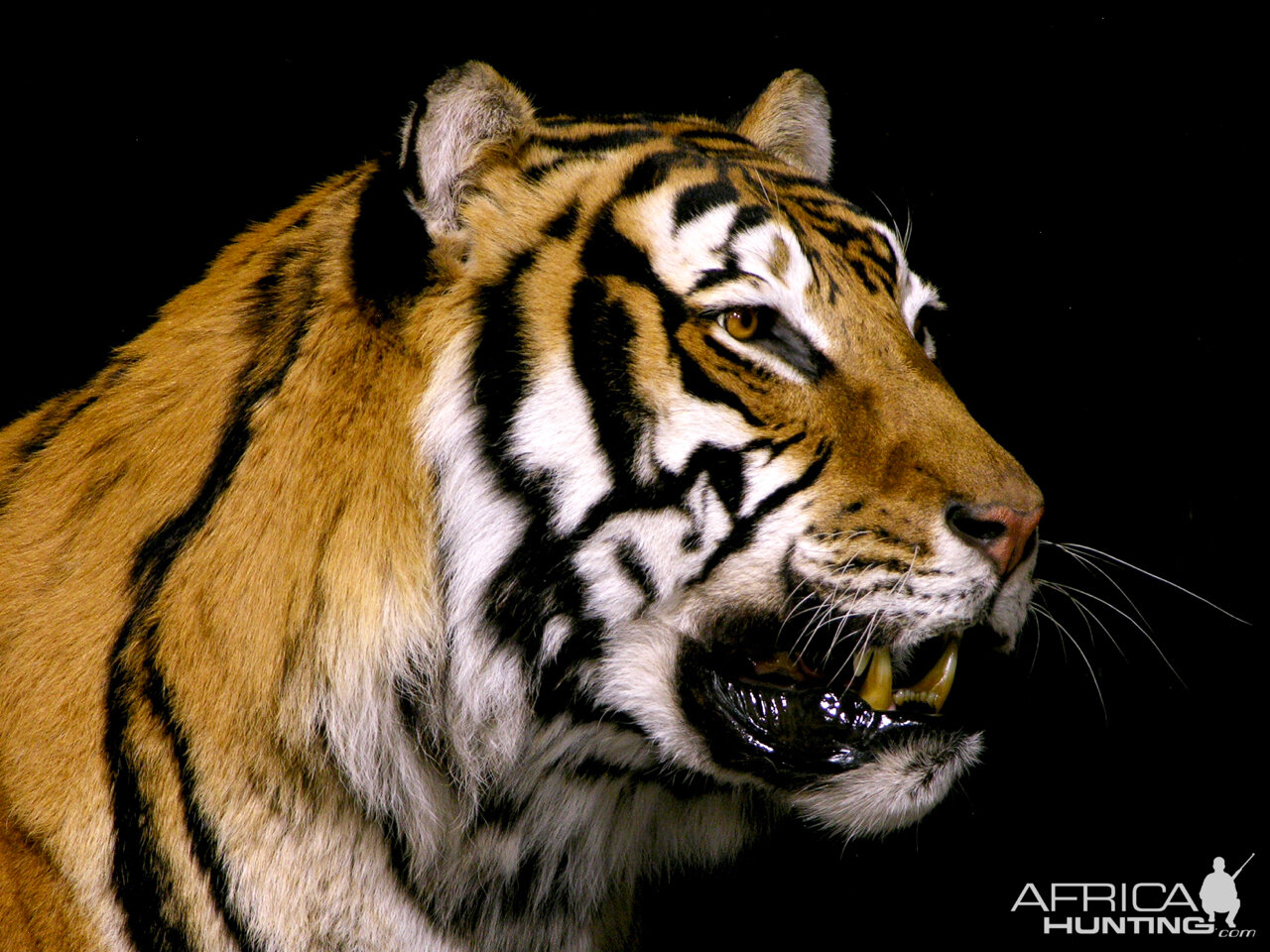 Tiger Full Mount Taxidermy