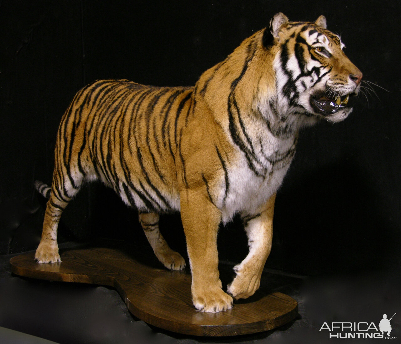 white tiger taxidermy