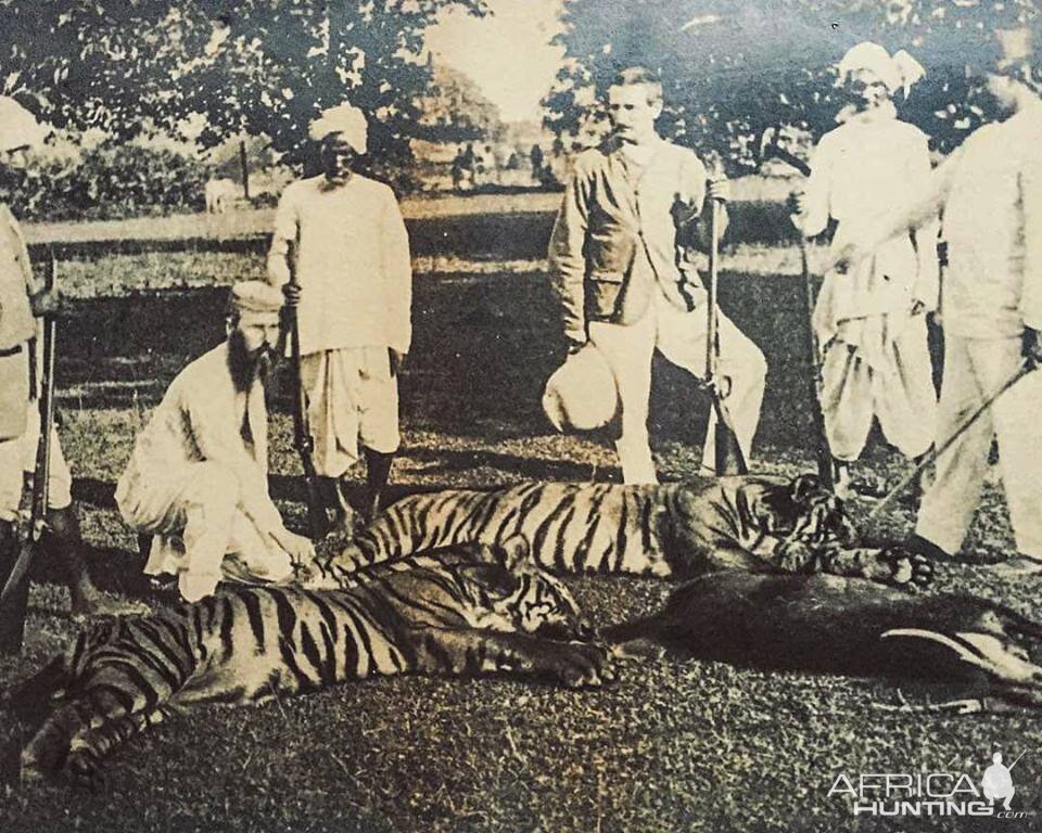 Tiger Hunting in India