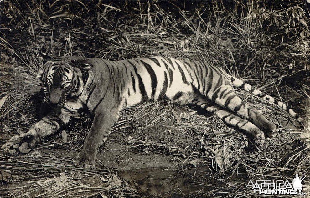 malayan tiger hunting