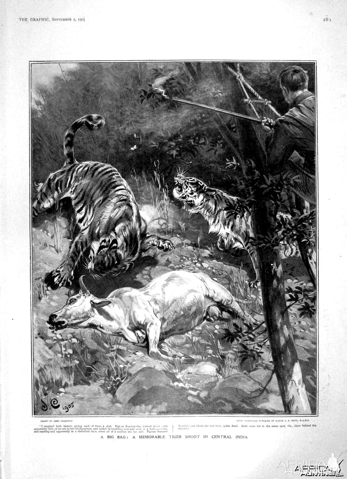 Tiger shoot in Central India