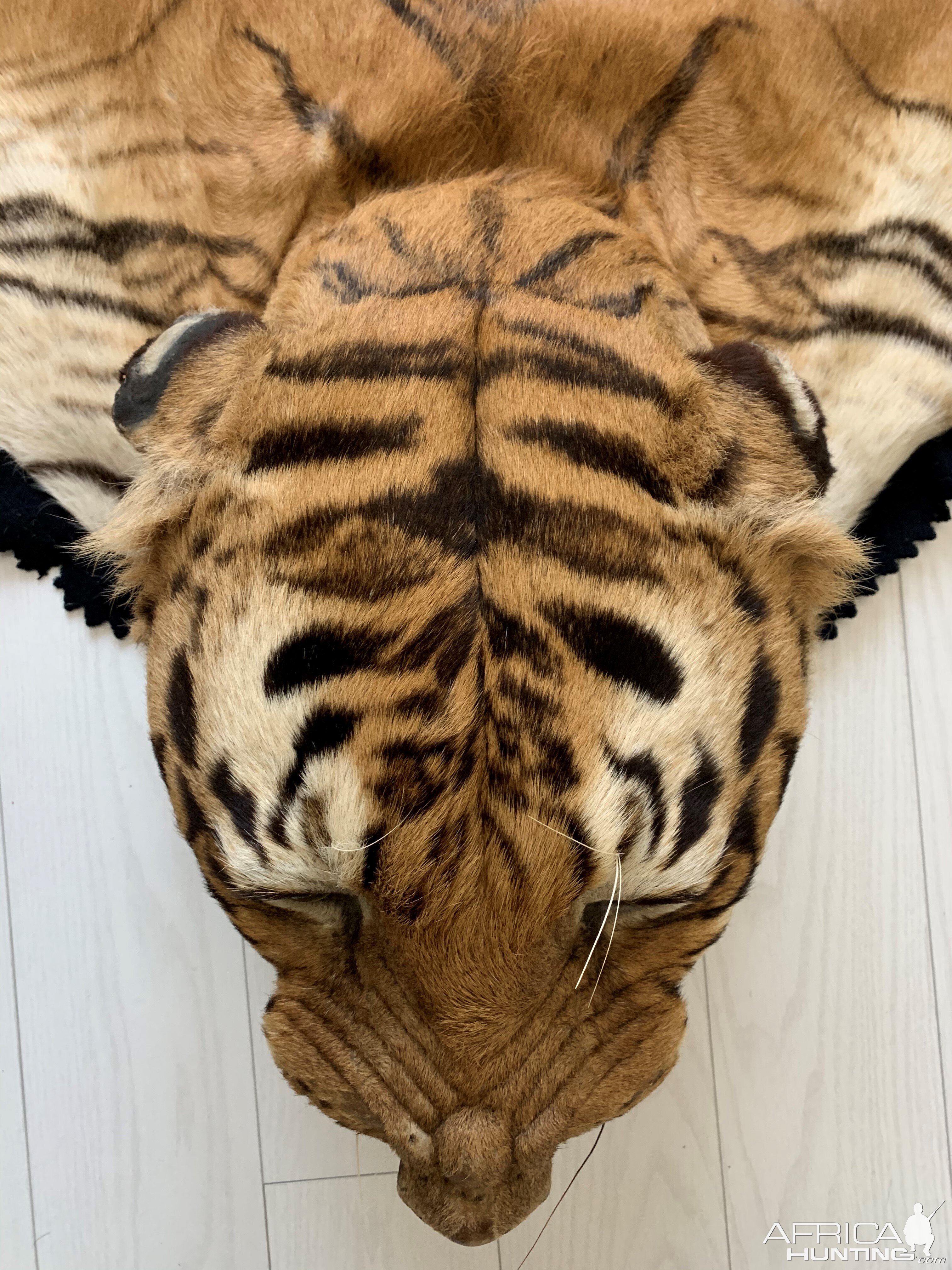 Tiger Skin Rug Taxidermy