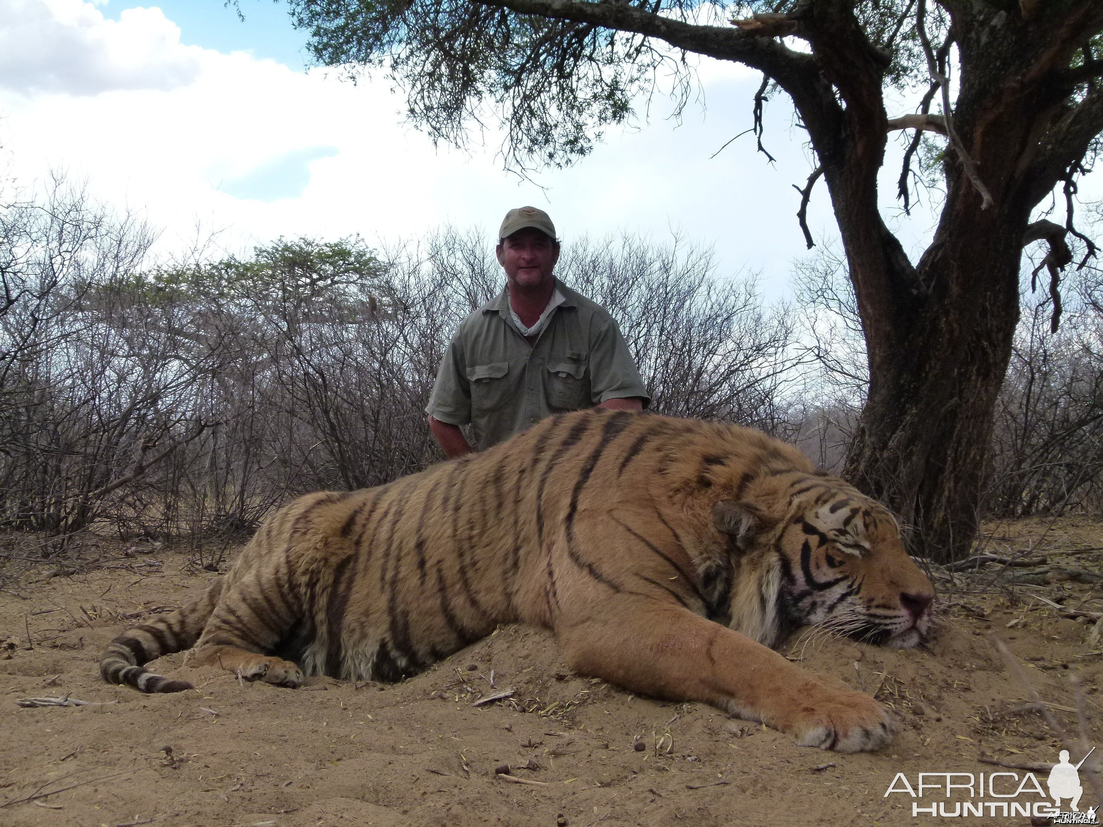 Tiger AfricaHunting