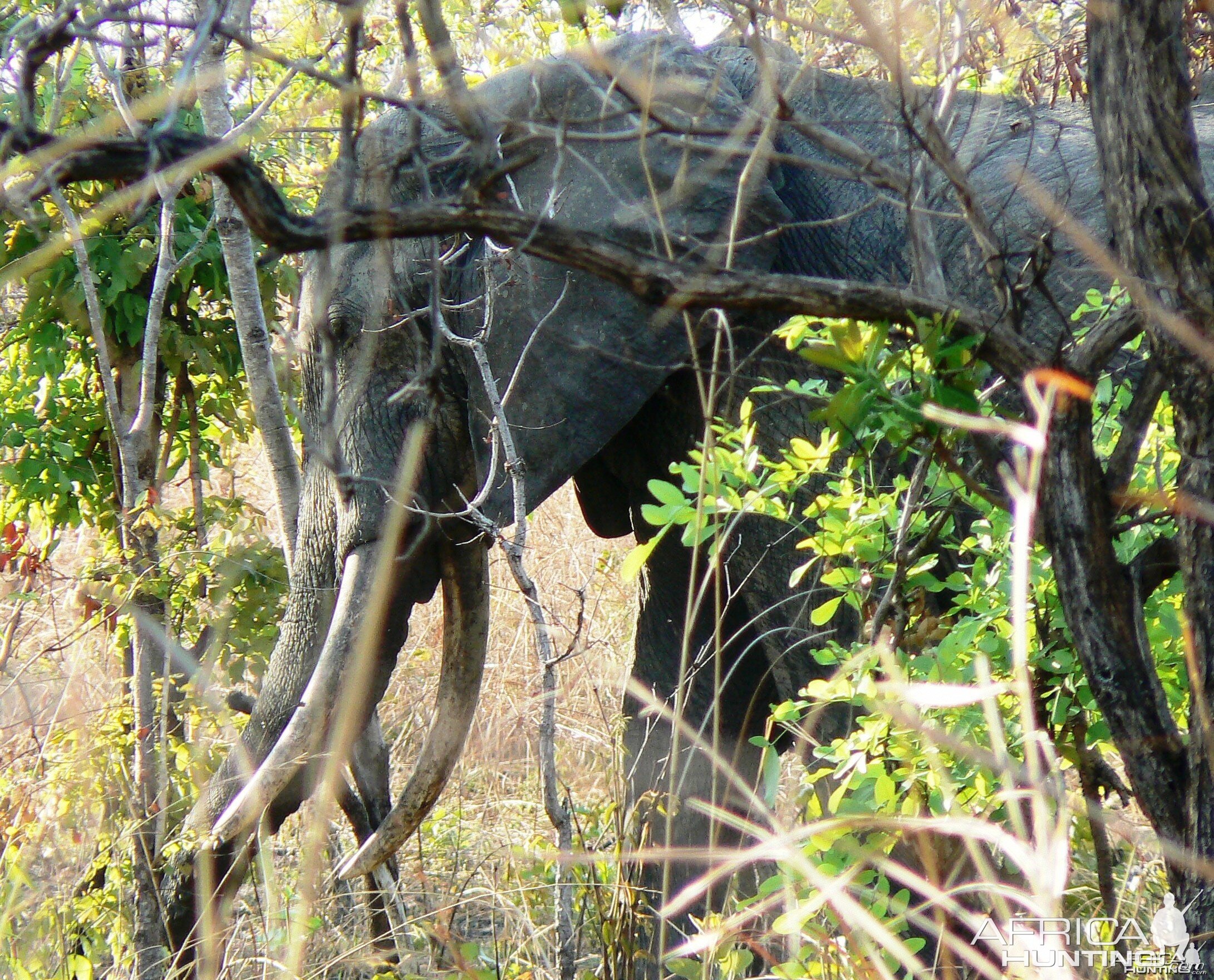 Too young!! Elephant in Tanzania