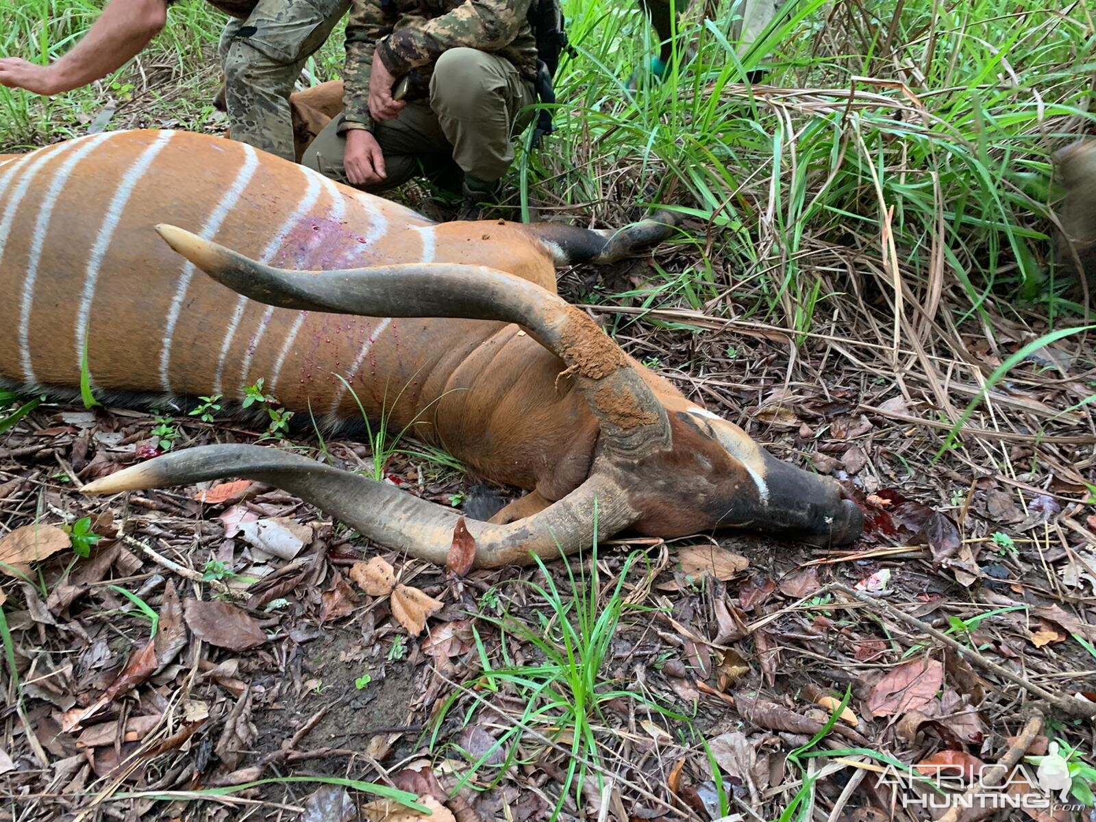 Top 5 SCI Bongo hunted in Central African Republic