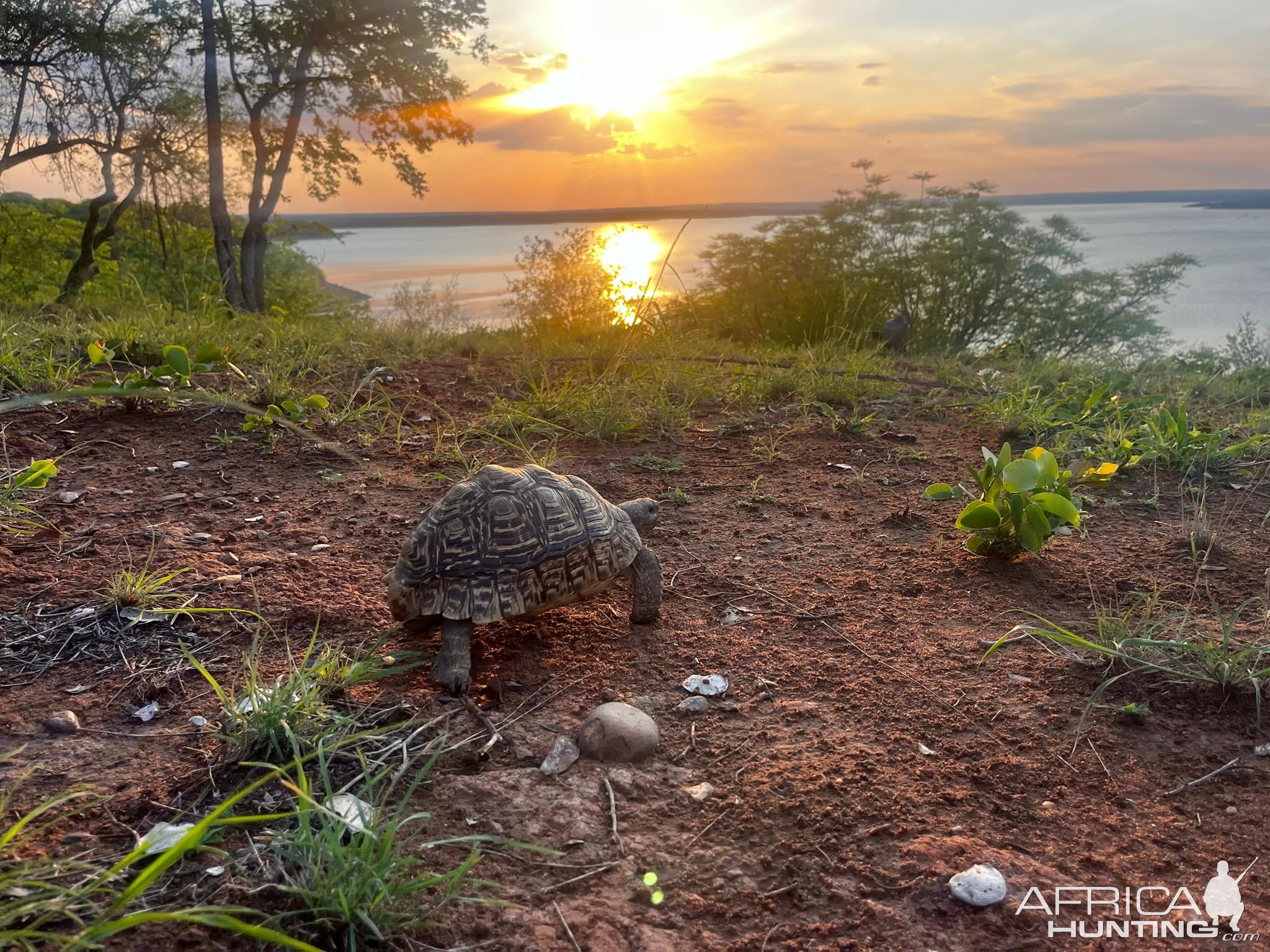 Tortoise  Mozambique