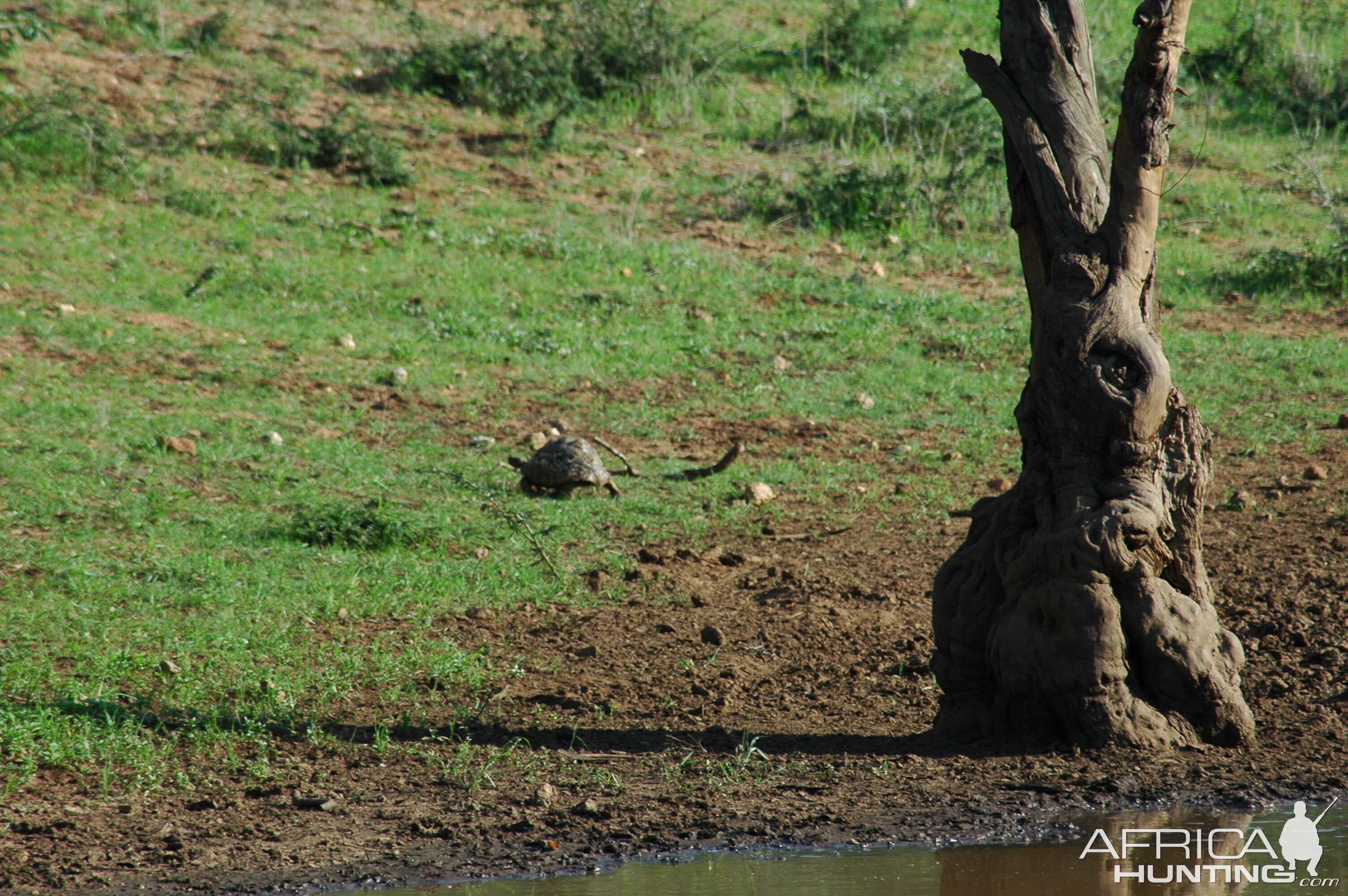 Tortoise Namibia