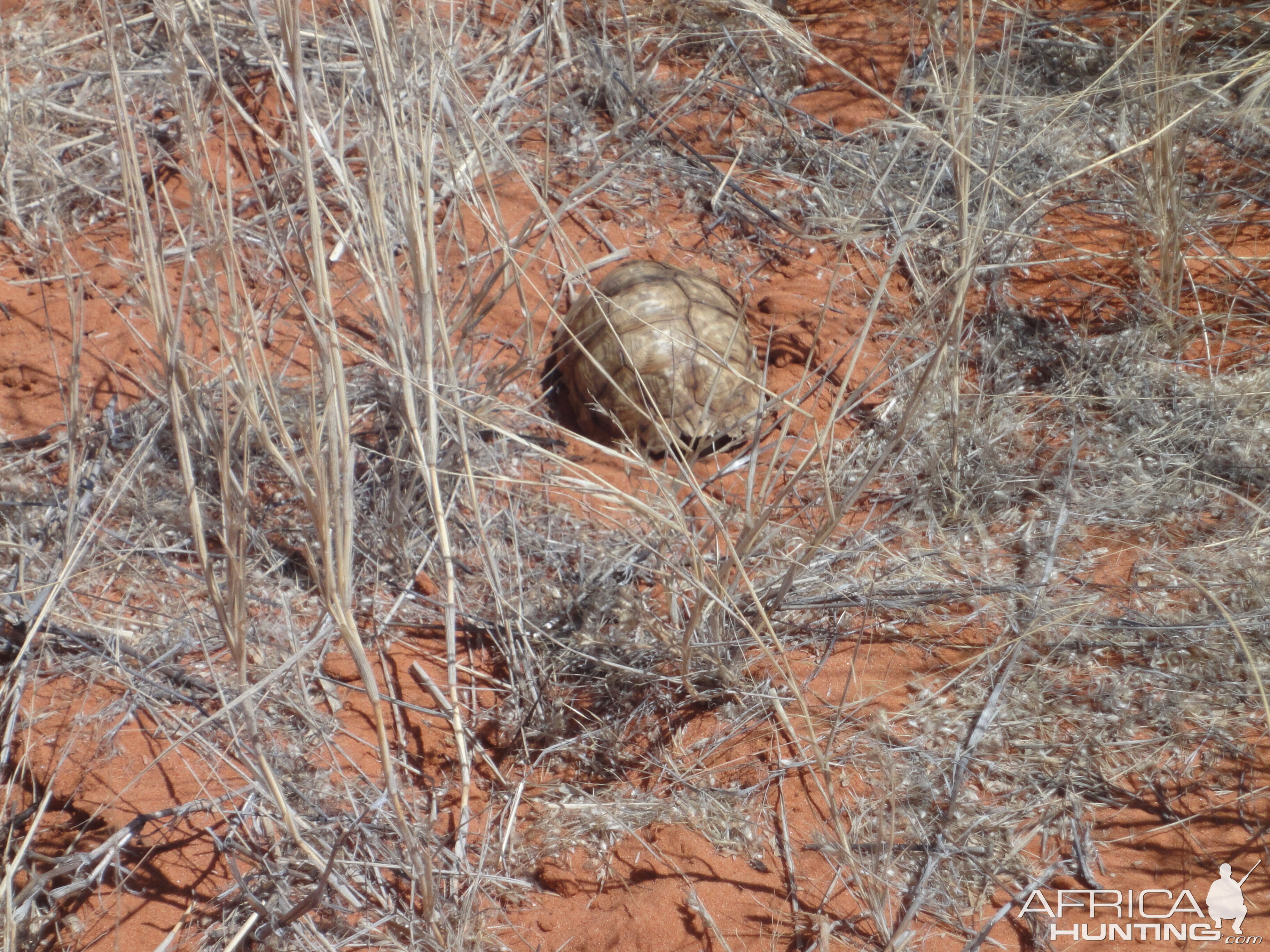 Tortoise Namibia