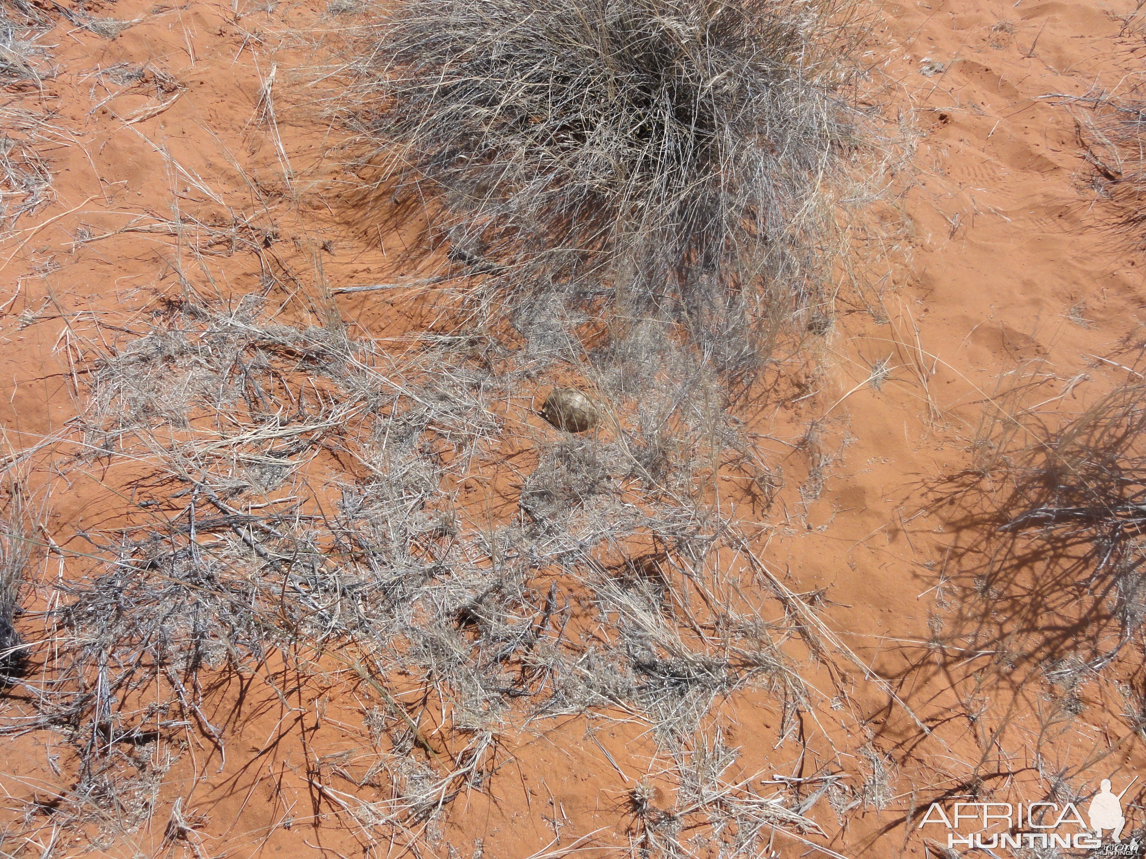 Tortoise Namibia