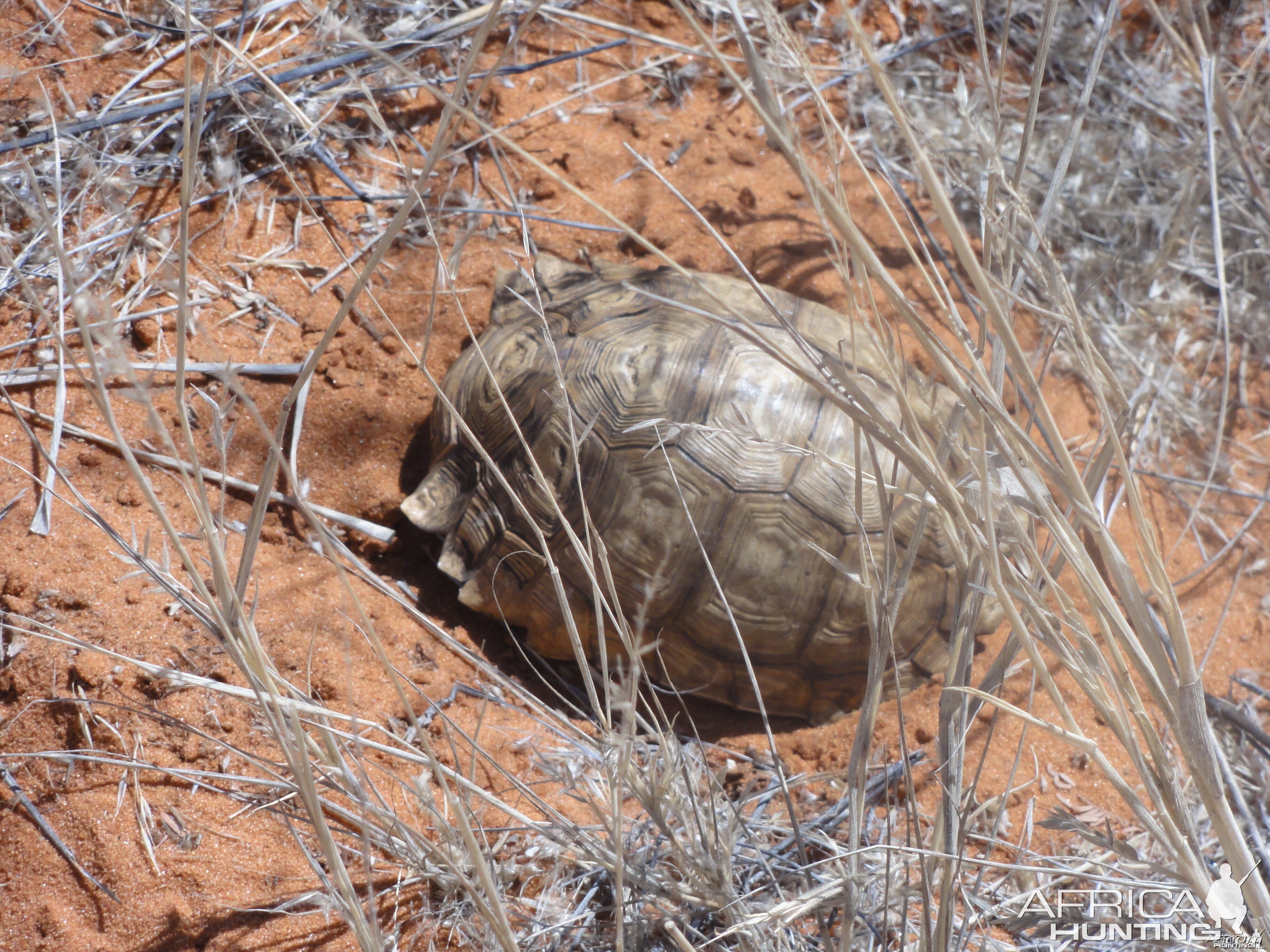 Tortoise Namibia